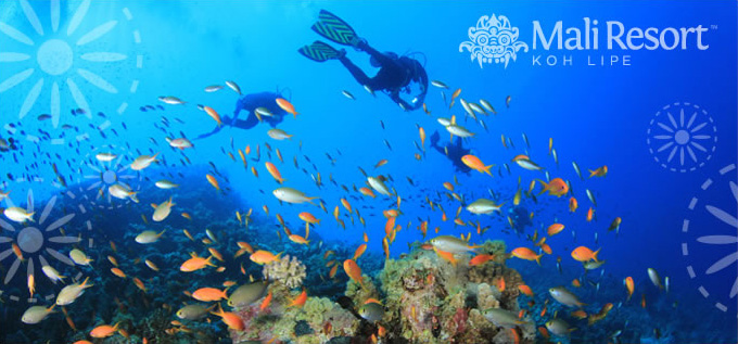 koh lipe diving